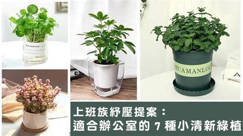 辦公桌植物推薦